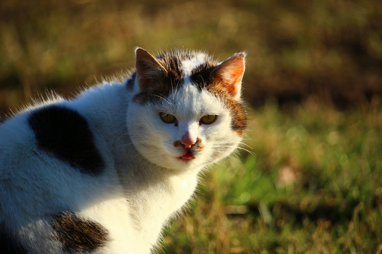 二次元魅力，男生抱猫动漫头像，探索温馨与独特魅力的世界