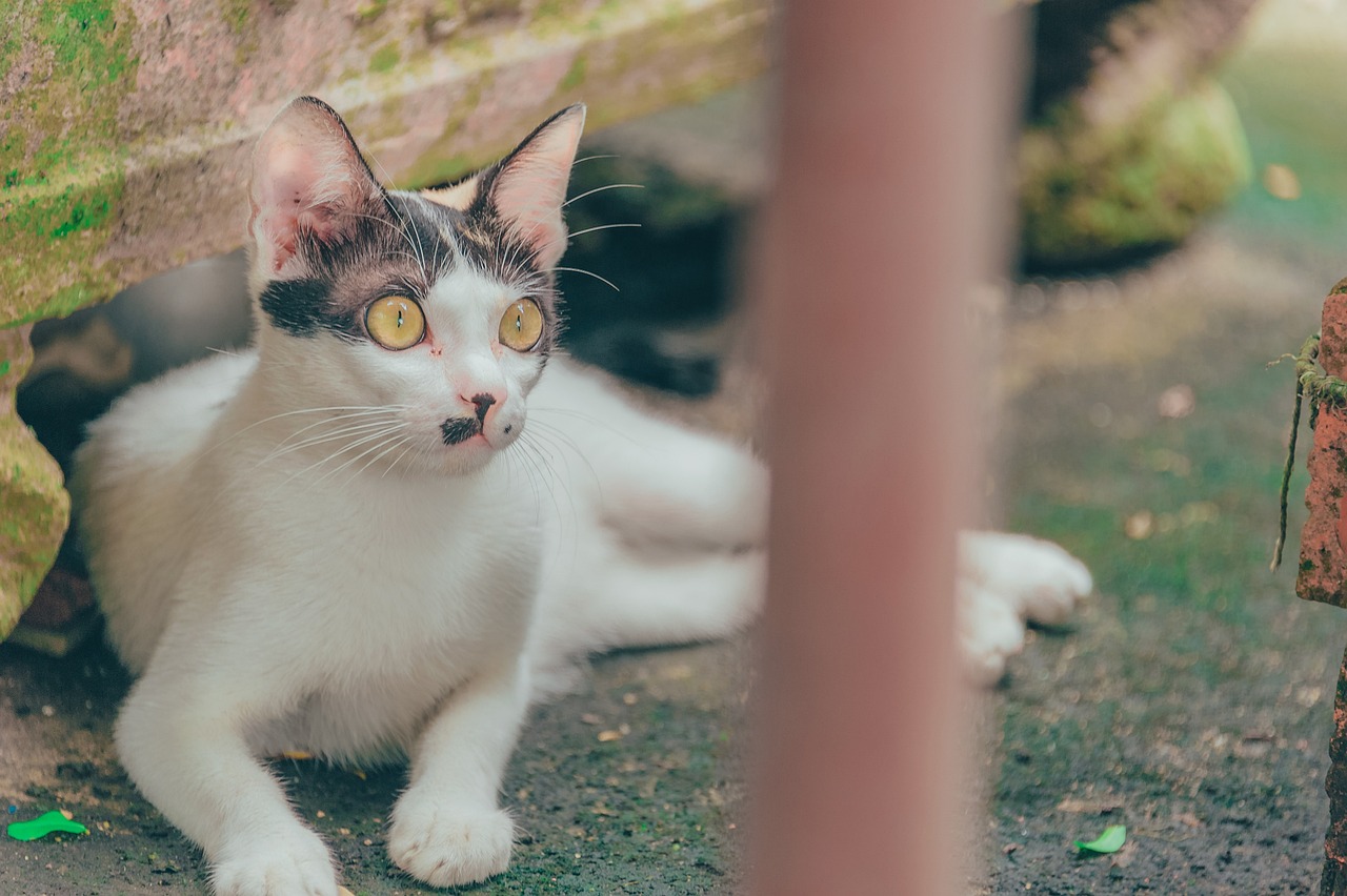 猫咪短视频更新版，全新视界，探索猫世界的魅力