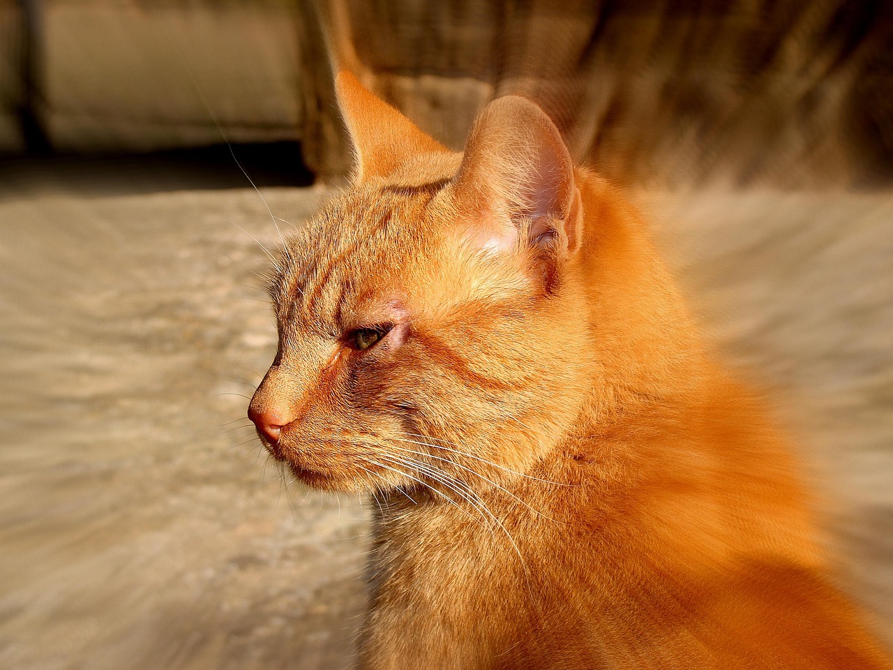 猫咪教学方案详解与指南