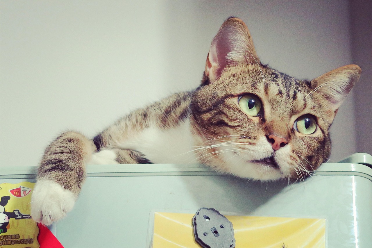 猫喵资讯，探索猫咪世界的独特魅力